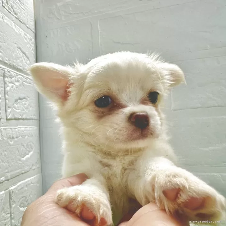 ID:2505-04993の子犬