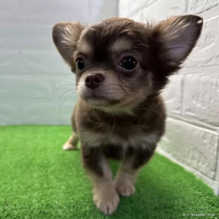 ID:2501-04069の子犬