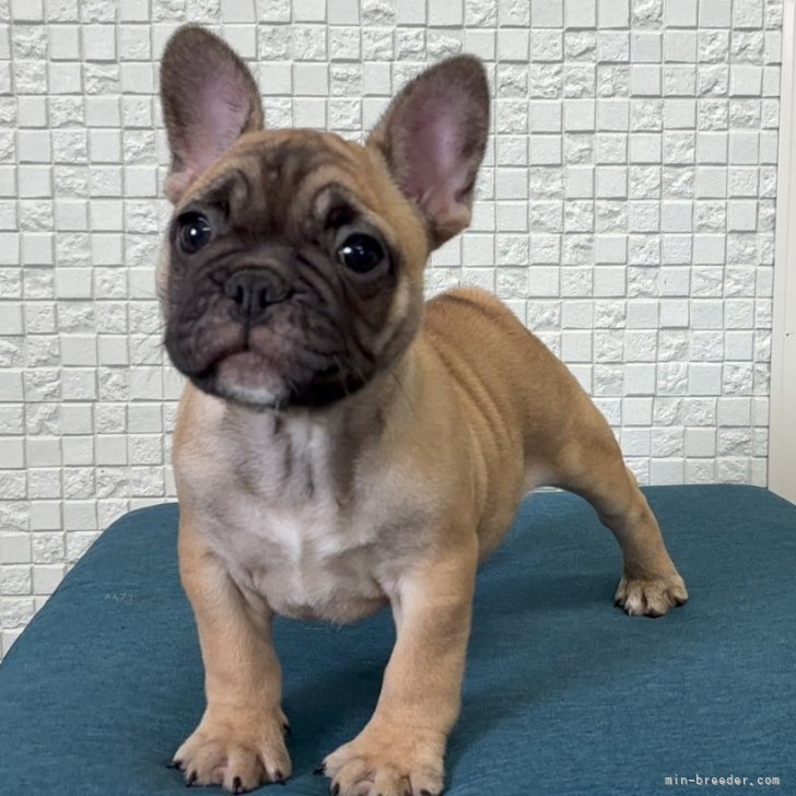 ブリーダー画像