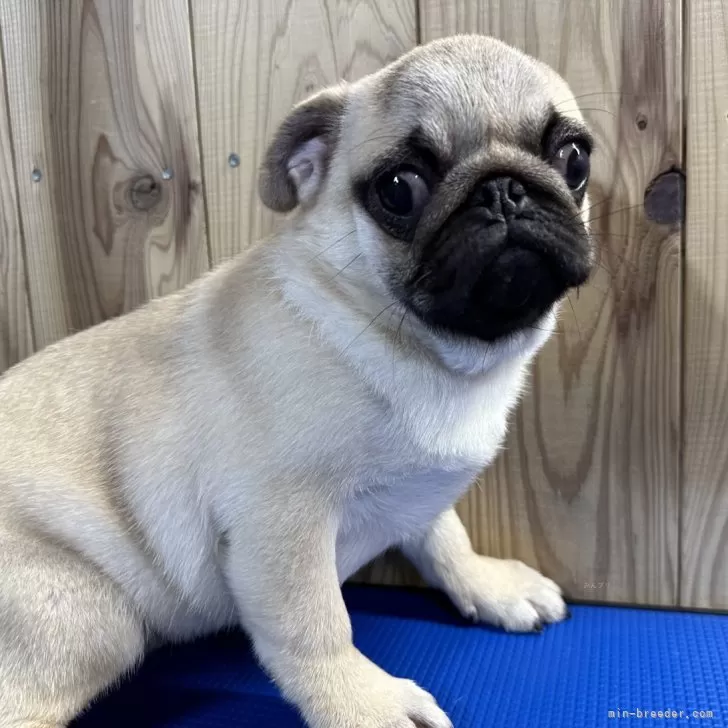 ID:2409-05209の子犬