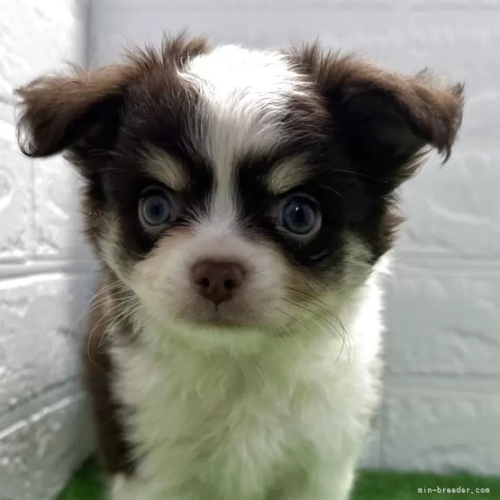 ID：2505-06195の子犬