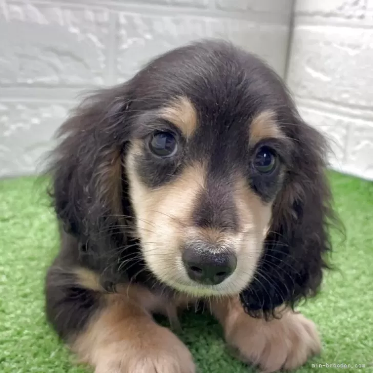 ID：2508-00052の子犬