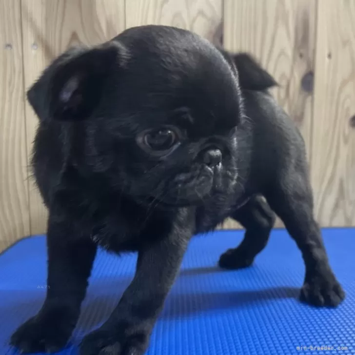 ID:2508-05914の子犬