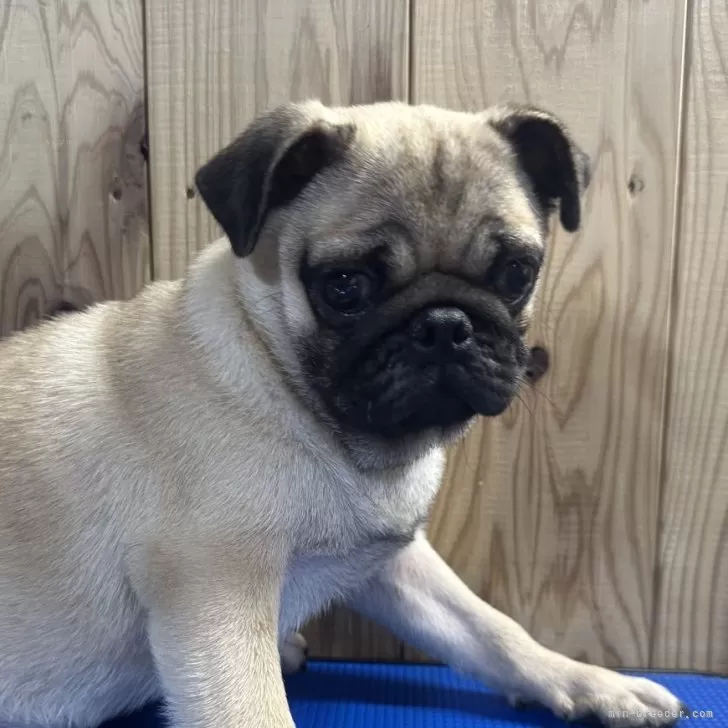 K.M 様のお迎えした子犬