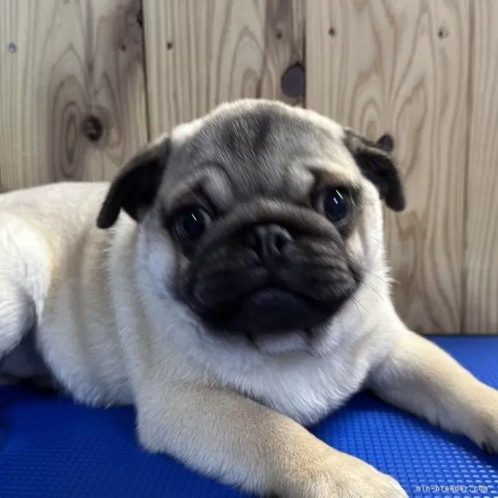 ID:2411-01472の子犬