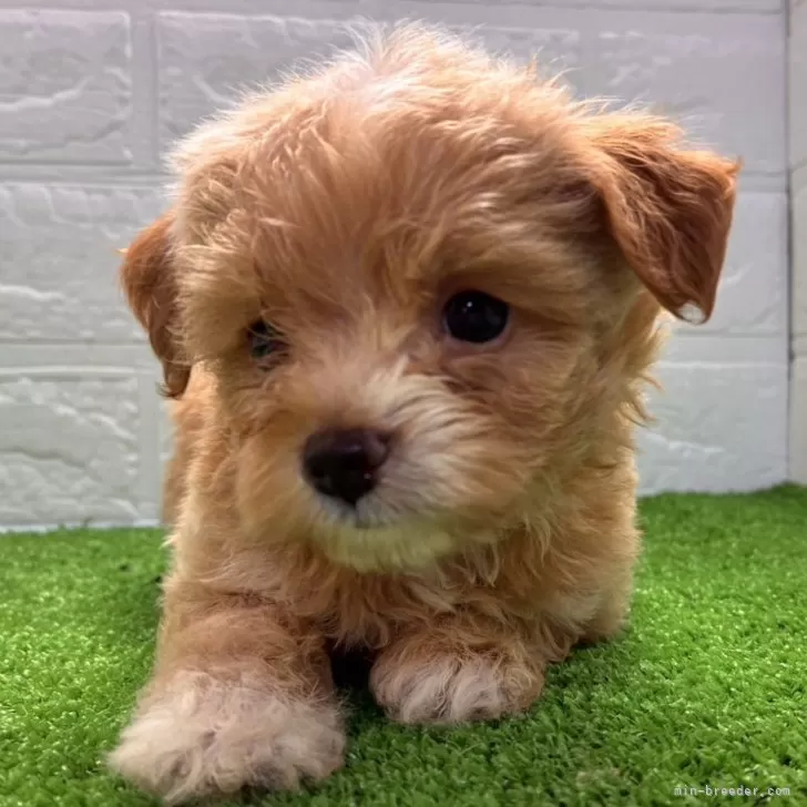 H.H 様のお迎えした子犬