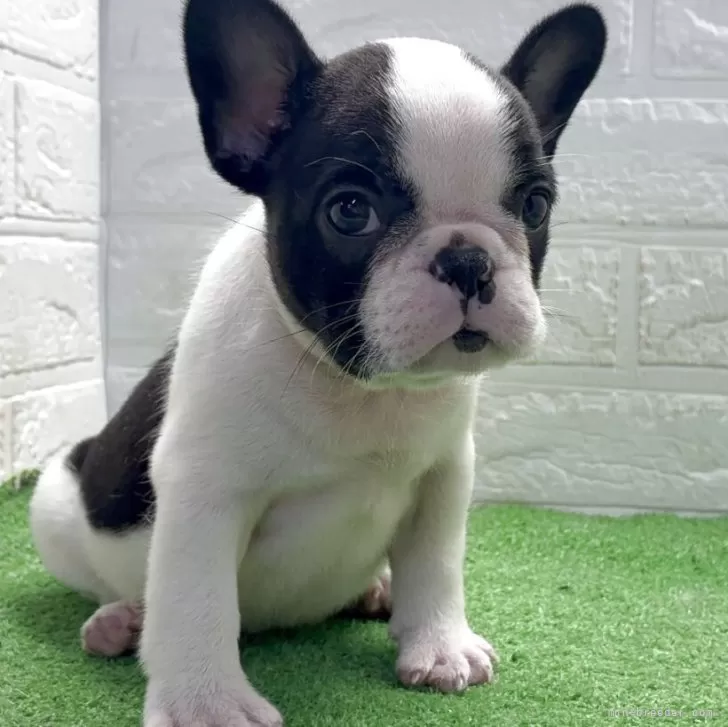 ID：2509-06306の子犬