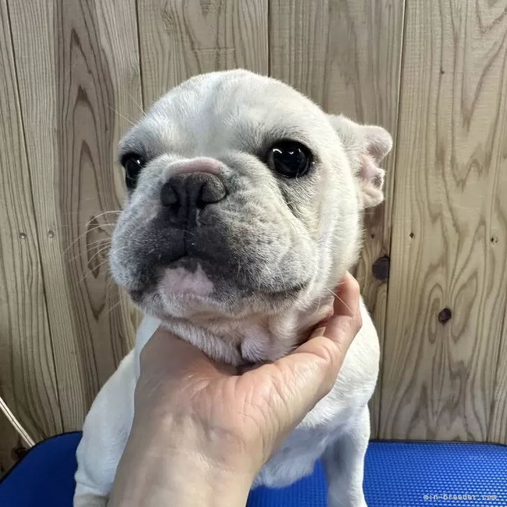 ID:2408-03059の子犬