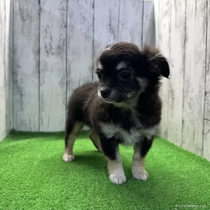 ID：2411-01468の子犬