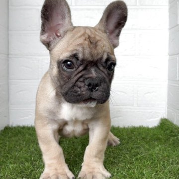 フレンチブルドッグ【福岡県・男の子・2025年9月6日・フォーンホワイト】の写真「お顔立ちの整ったイケメンくん」