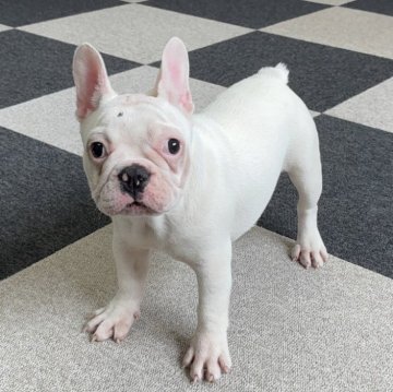 フレンチブルドッグ【福岡県・女の子・2025年6月30日・ホワイト】の写真「元気いっぱい遊ぶの大好きな女の子です❣️」