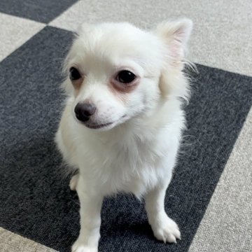 チワワ(ロング)【福岡県・男の子・2025年6月8日・ホワイト&クリーム】の写真「優しい性格の甘えん坊さん」