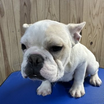 フレンチブルドッグ【福岡県・男の子・2024年7月13日・ホワイトクリーム】の写真「顔も身体も詰まった可愛い男の子」