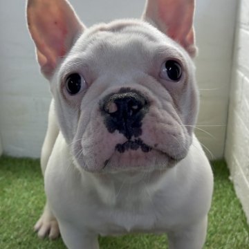 フレンチブルドッグ【福岡県・女の子・2025年6月30日・ホワイト】の写真「元気いっぱい遊ぶの大好きな女の子です❣️」