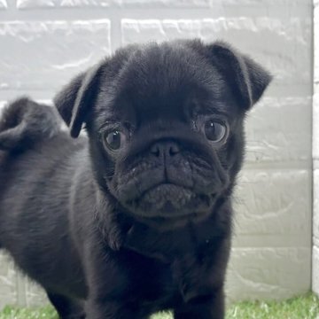 パグ【福岡県・男の子・2025年9月29日・フォーン】の写真「存在感ばつぐん！キラキラ瞳の黒パグくん」