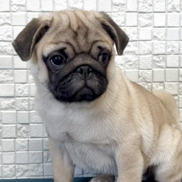 パグ【福岡県・男の子・2025年7月25日・フォーン】の写真「ずんぐりと可愛い男の子」