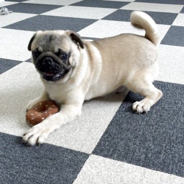 パグ【福岡県・男の子・2025年3月28日・フォーン】の写真「元気いっぱい可愛い男の子」