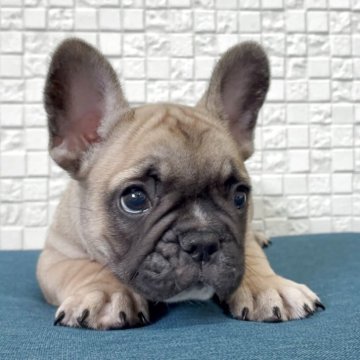 フレンチブルドッグ【福岡県・男の子・2025年9月6日・フォーンホワイト】の写真「お顔立ちの整ったイケメンくん」