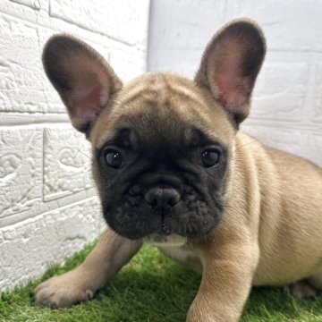 フレンチブルドッグ【福岡県・男の子・2025年10月1日・フォーン】の写真「くりくりお目目の可愛い男の子」