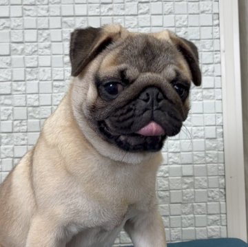 パグ【福岡県・男の子・2025年3月28日・フォーン】の写真「元気いっぱい可愛い男の子」