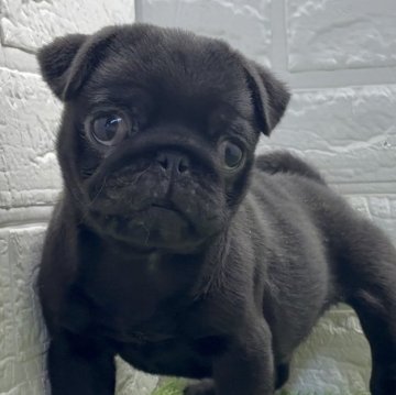 パグ【福岡県・男の子・2025年9月29日・フォーン】の写真「遊ぶの大好き！愛嬌満点の黒パグくん」」