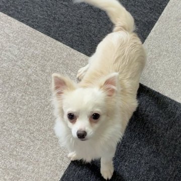 チワワ(ロング)【福岡県・男の子・2025年6月8日・ホワイト&クリーム】の写真「優しい性格が魅力♡ 人懐こいチワワの男の子」