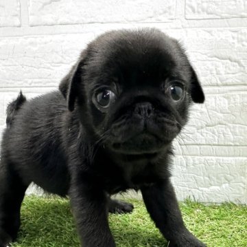 パグ【福岡県・女の子・2025年9月29日・フォーン】の写真「おっとり可愛い女の子」