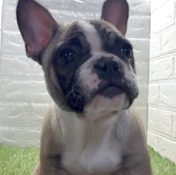 フレンチブルドッグ【福岡県・女の子・2025年9月6日・フォーンホワイト】の写真「可愛さ満点♡愛されフレブル女子」