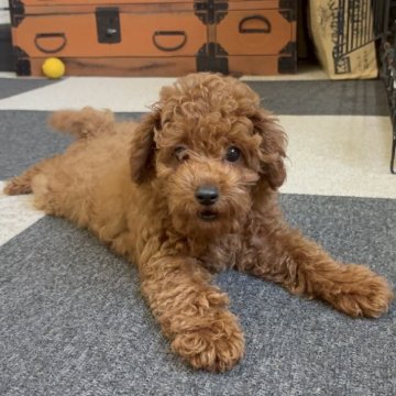 トイプードル(タイニー)【福岡県・男の子・2025年8月3日・レッド】の写真「人懐こい甘えん坊さん」