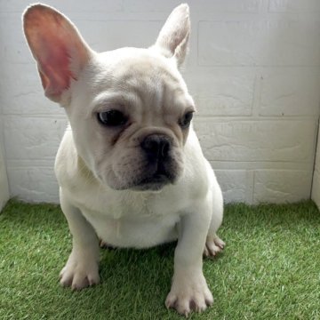 フレンチブルドッグ【福岡県・女の子・2025年8月6日・クリーム】の写真「甘え上手で遊び好き♡ 愛嬌たっぷりの女の子」