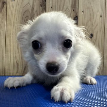 チワワ(ロング)【福岡県・男の子・2025年6月8日・ホワイト&クリーム】の写真「ふわふわ可愛い男の子。実物はもっと可愛いです」