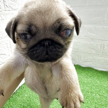 パグ【福岡県・女の子・2025年7月25日・フォーン】の写真「お顔の整った可愛い女の子」