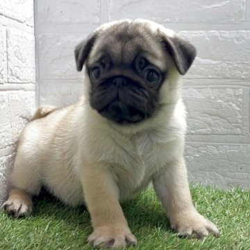 パグ【福岡県・男の子・2025年10月1日・フォーン】の写真「むちむち最強級のパグ男子」