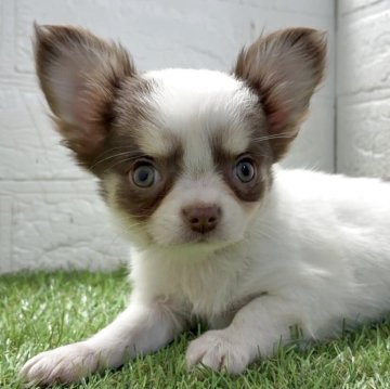 チワワ(ロング)【福岡県・女の子・2025年10月6日・パーティカラー】の写真「優しい雰囲気の美少女♡ ちいさめチワワちゃん」