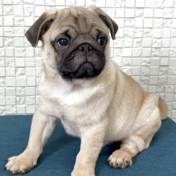 パグ【福岡県・男の子・2025年7月25日・フォーン】の写真「ずんぐりと可愛い男の子」