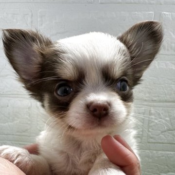 チワワ(ロング)【福岡県・女の子・2025年10月6日・パーティカラー】の写真「お顔も身体も詰まった可愛い小さめ女の子」