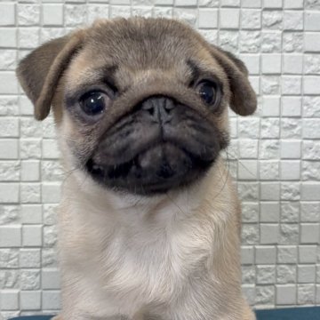 パグ【福岡県・男の子・2025年7月27日・フォーン】の写真「くりくりお目目の可愛い男の子」