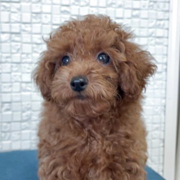 トイプードル(タイニー)【福岡県・男の子・2025年8月3日・レッド】の写真「人懐こい甘えん坊さん」