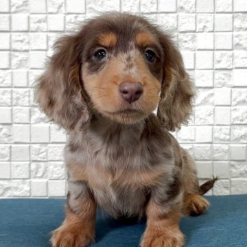 ミニチュアダックスフンド(ロング)【福岡県・男の子・2025年9月5日・チョコダップル】の写真「つぶらな瞳の可愛い男の子」