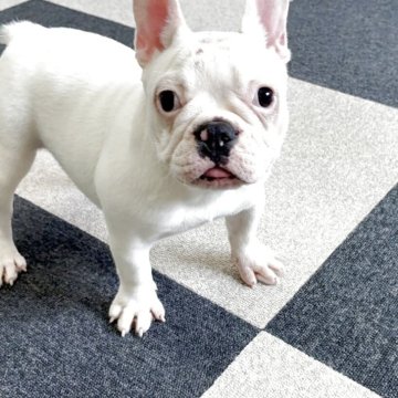 フレンチブルドッグ【福岡県・女の子・2025年6月30日・ホワイト】の写真「元気いっぱい遊ぶの大好きな女の子です❣️」