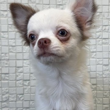 チワワ(ロング)【福岡県・男の子・2025年6月8日・ホワイト&チョコ】の写真「顔の詰まった可愛い男の子。実物はもっと可愛いです」