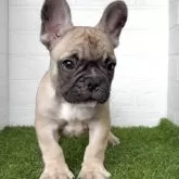 フレンチブルドッグ