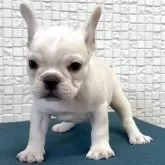 フレンチブルドッグ