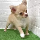 チワワ(ロング)