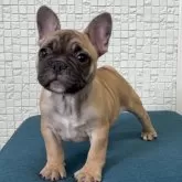 フレンチブルドッグ【福岡県・女の子・2025年9月6日・フォーンホワイト】の写真1