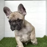フレンチブルドッグ
