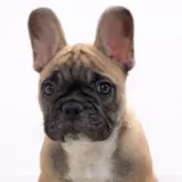 フレンチブルドッグ
