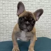 フレンチブルドッグ