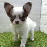 チワワ(ロング)