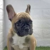 フレンチブルドッグ